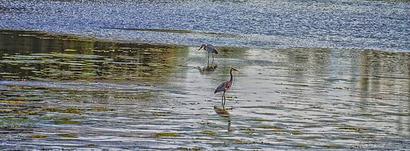 Great Blue Herons-4