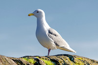 03-24 HamBone Seagull-3
