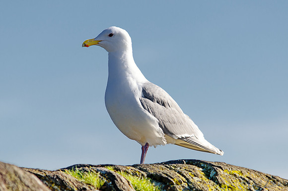 03-24 HamBone Seagull-3