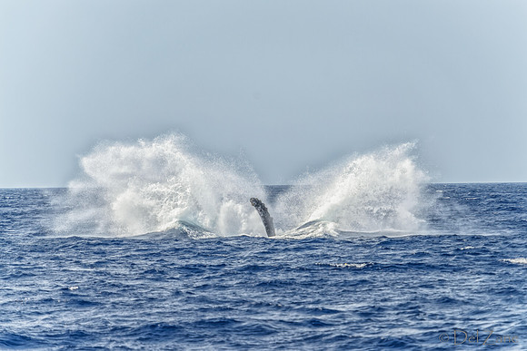 01-28 Whales TIFFS--30