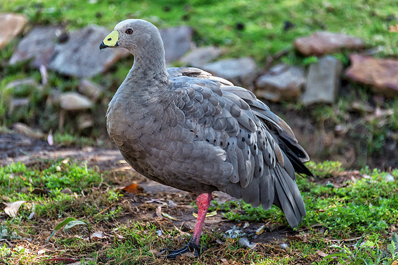 Bonorong Animals--6