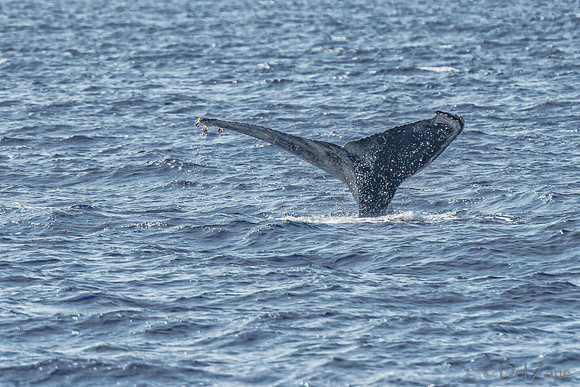 01-28 Whales TIFFS-2-7