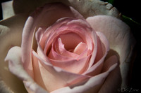 05-03 Macro All 28-300mm D600 Bouquet--9