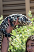 07-20 Gila Monster--8