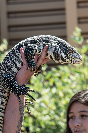07-20 Gila Monster--8