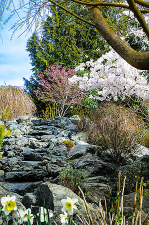 Early Spring Blooms-22