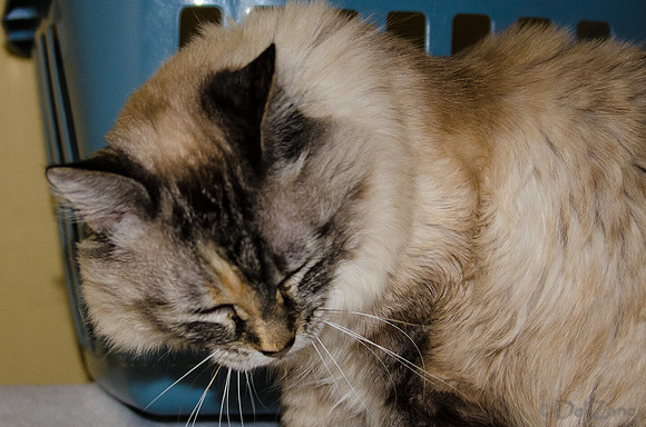Cats on Parade-11