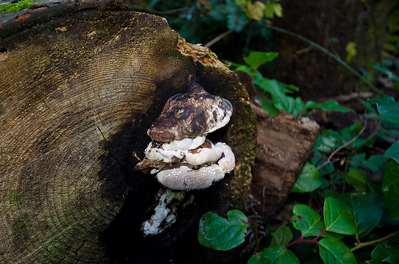 _DSC4214