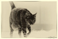Cats-14