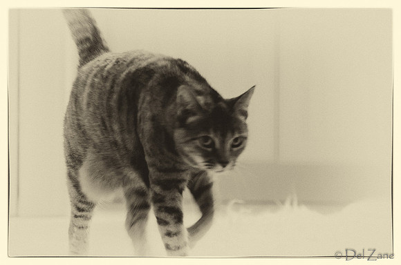 Cats-14