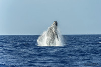 01-28 Whales TIFFS-2