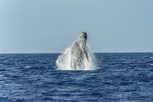 01-28 Whales TIFFS-2