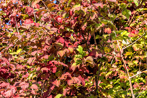 10-12 D800 28-300--12