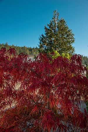 10-17 Local Fall Colors-0042