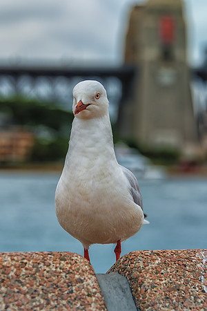 Up Close and Personal at the Sydney Opera House--20