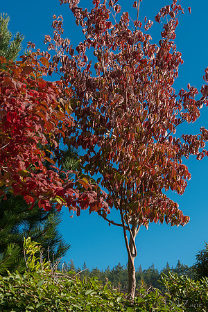 10-17 Local Fall Colors-0039